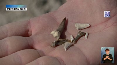 В Челябинске нашли зубы древней акулы