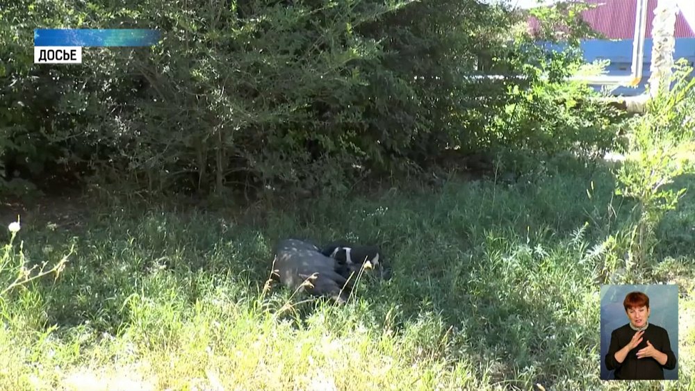 Свиней из Локомотивного отловили