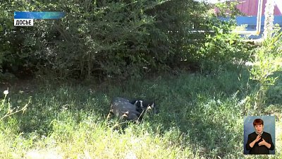 Свиней из Локомотивного отловили