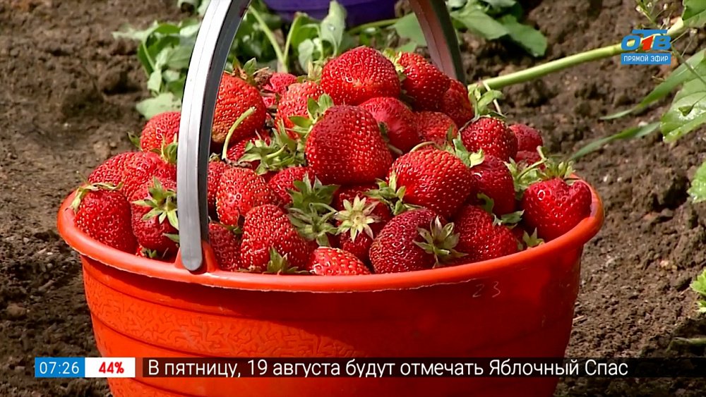 Эти сорта земляники никогда не подведут в рубрике «Руки садовода»