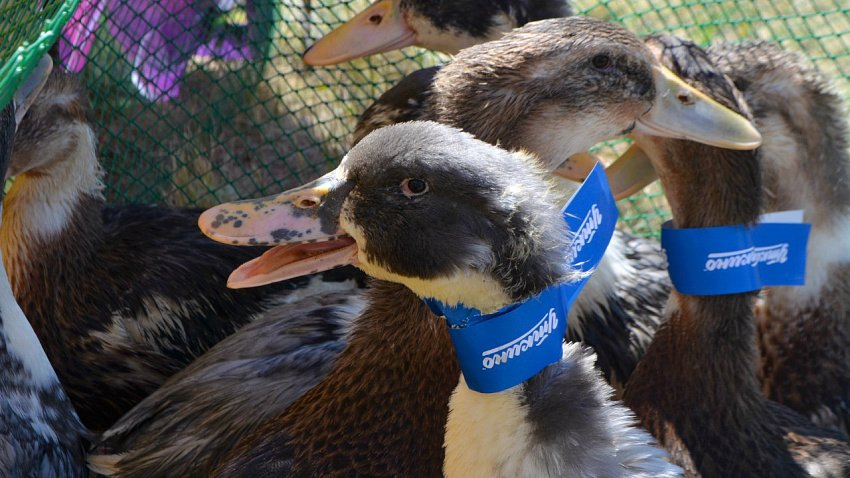 В Челябинской области сорвались торги по продаже имущества «Утиных ферм» за 542 млн рублей