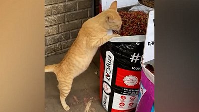 Мех и смех: бесстрашный пес, дегустатор и счастливый пес