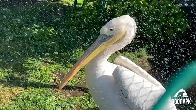 В Челябинском зоопарке сняли водные процедуры пеликана