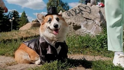 В Челябинске состоялась встреча владельцев корги