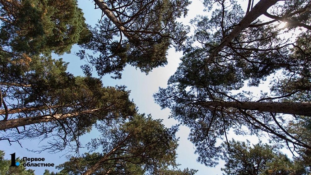 Будущий зеленый пояс Челябинска вырос на пять тысяч гектаров