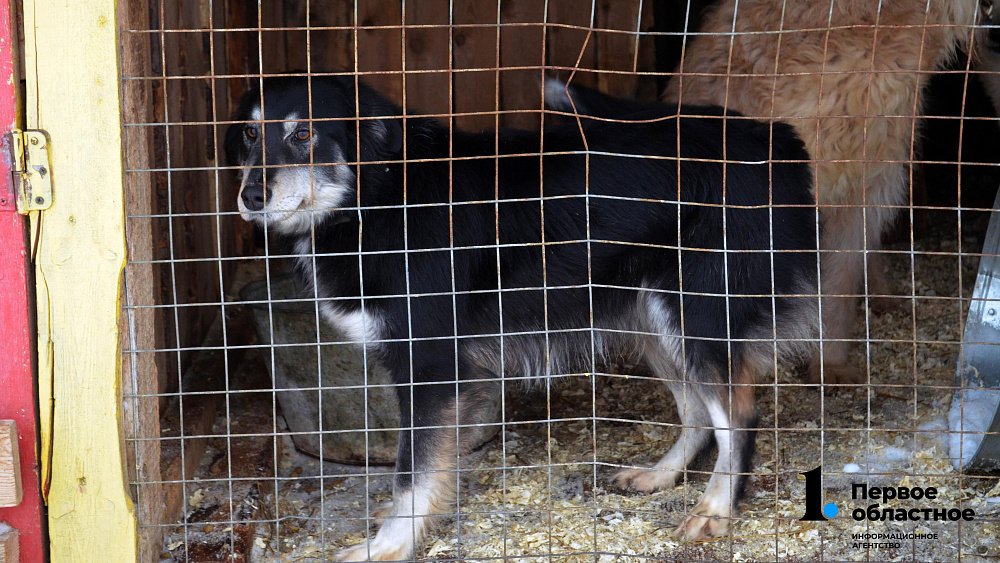 В Челябинской области могут увеличить субвенцию на отлов собак