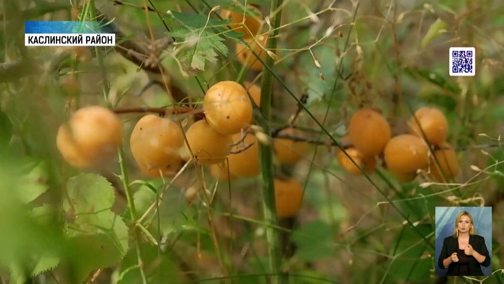 В области закончили сбор абрикосов