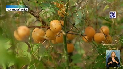 В области закончили сбор абрикосов