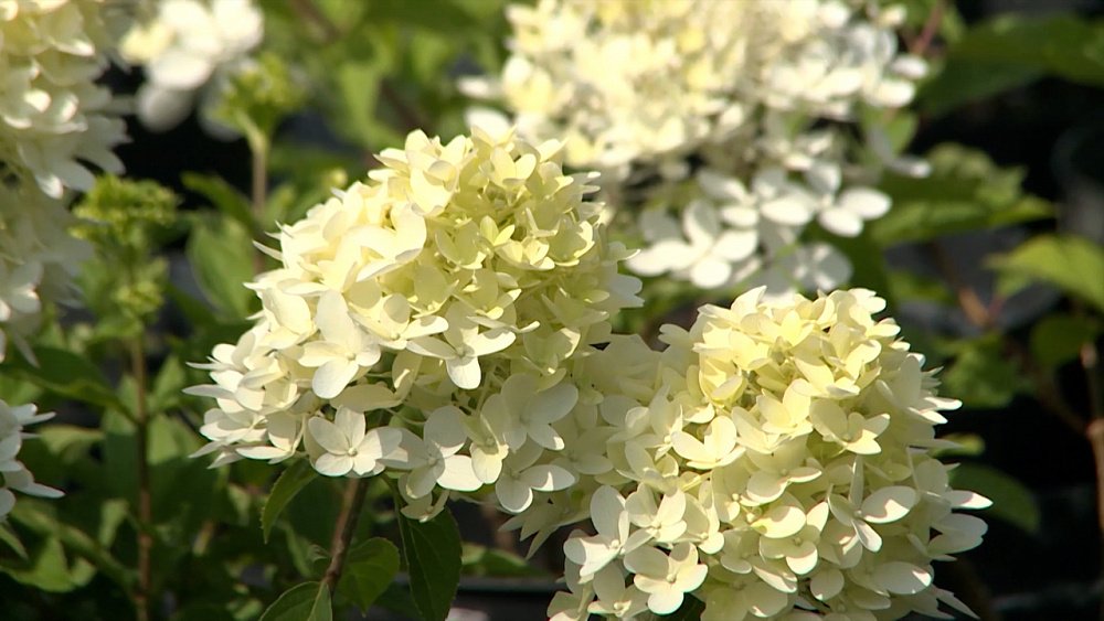 Зеленая передача 18.08.2022