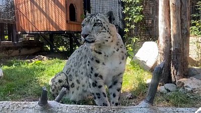 В Челябинском зоопарке снежный барс Ермак попал на видео