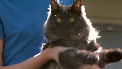 Для чего детям нужны домашние животные?