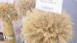 В Челябинске начала работу выставка «Агро-2022»