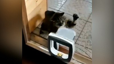 Мех и смех: спецвыпуск с нервными котами