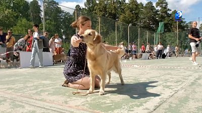 Всероссийская выставка собак всех пород ранга САС прошла в Миассе
