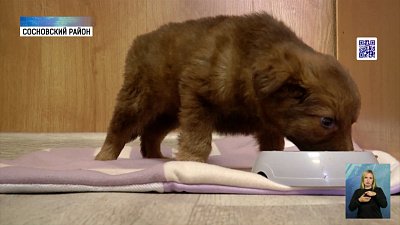 Челябинка шьет лежанки для приютов