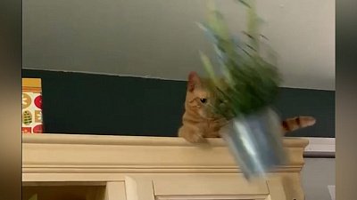 Мех и смех: ненужный горшок, братская ссора и плохой плейлист Мех и смех: ненужный горшок, братская ссора и плохой плейлист