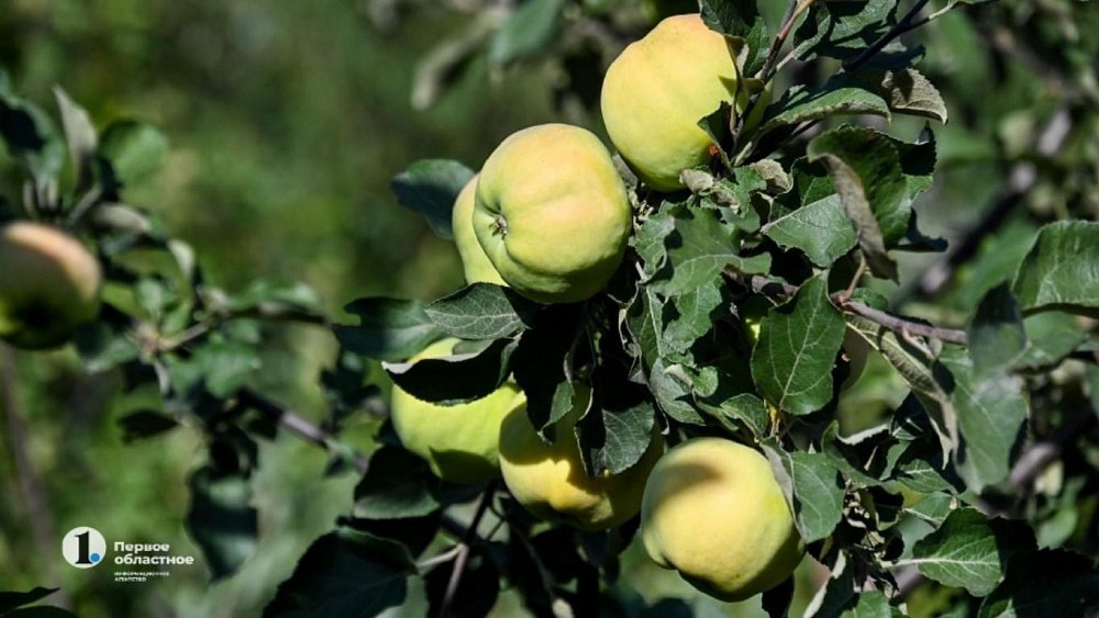 Готовим оздоравливающий яблочный отвар