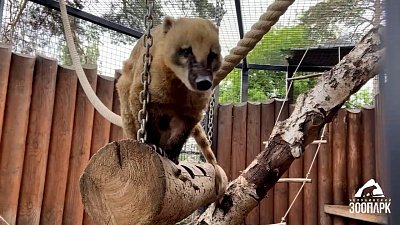 В Челябинском зоопарке носухи активно провели выходные