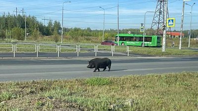 В Челябинске заметили гуляющего кабана