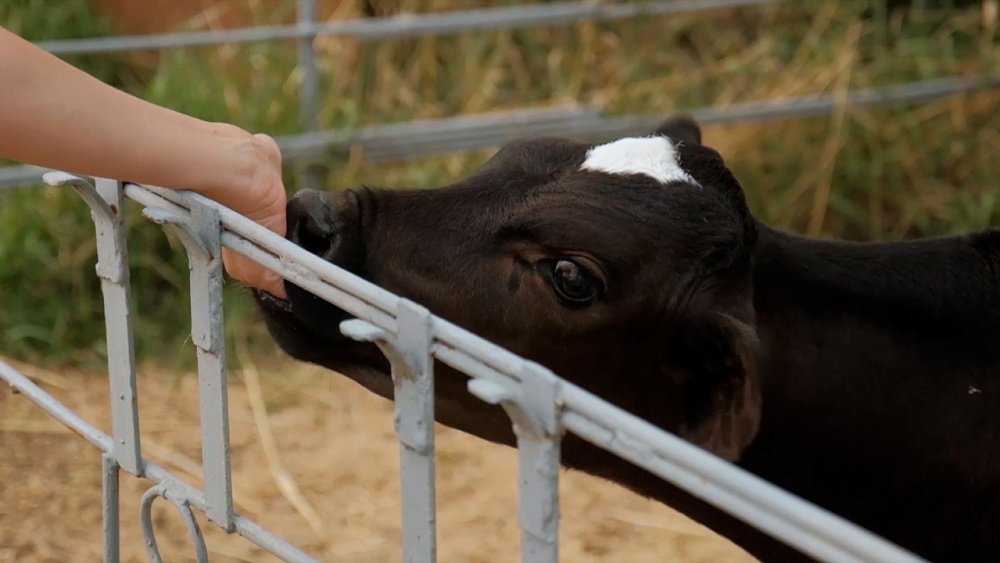 Телячье царство в Челябинской области: спа, карусели и умная еда для буренок