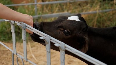 Телячье царство в Челябинской области: спа, карусели и умная еда для буренок
