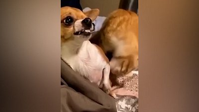 Мех и смех: агрессивный друг, грустный кот и ловкий медведь