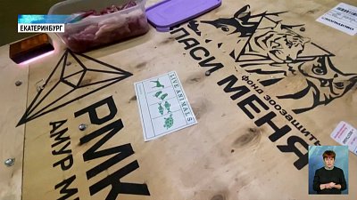 Тигр Гектор отправляется в Хабаровский край