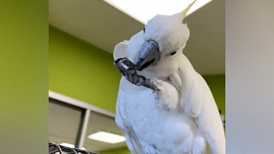 Видео с попугаем Жорой из Челябинского зоопарка