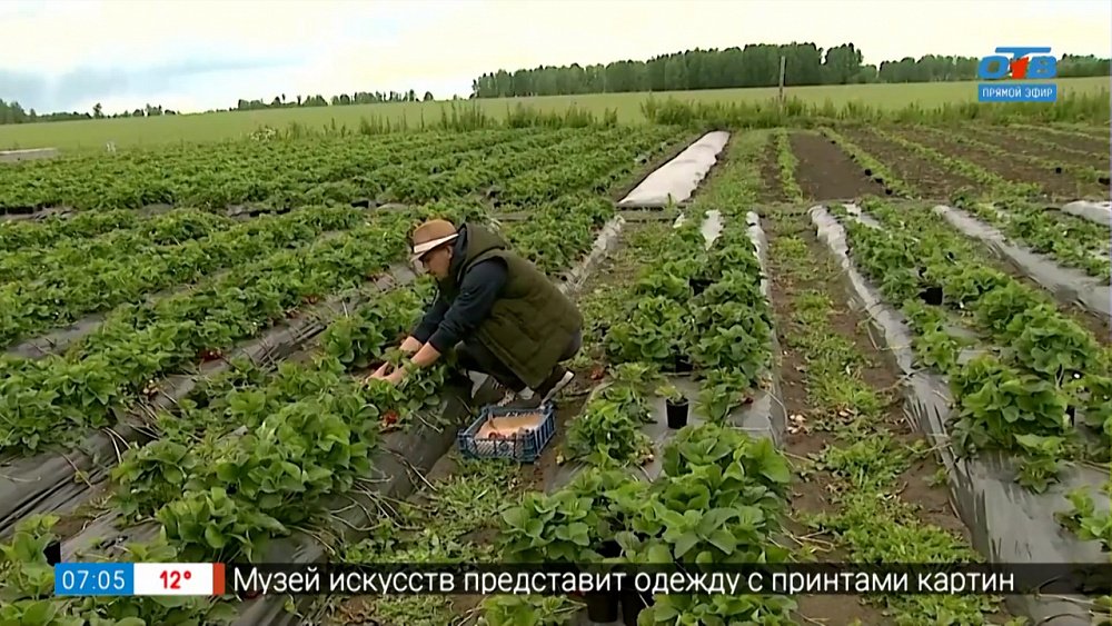 Почему некоторые сорта земляники не уродились? в рубрике «Руки садовода»