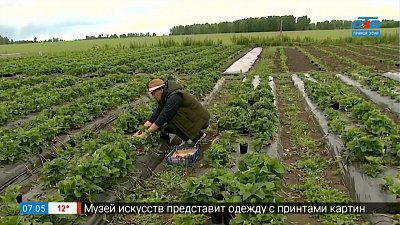 Почему некоторые сорта земляники не уродились? в рубрике «Руки садовода» Почему некоторые сорта земляники не уродились? в рубрике «Руки садовода»