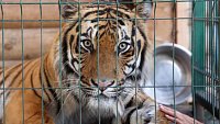 Тигр Гектор из Челябинска прилетел в Хабаровск