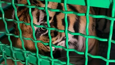 Тигр Гектор отправился из Челябинска в новый дом