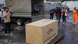 Тигр Гектор из Челябинска прилетел в Хабаровск