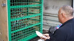 Тигр Гектор из Челябинска прилетел в Хабаровск