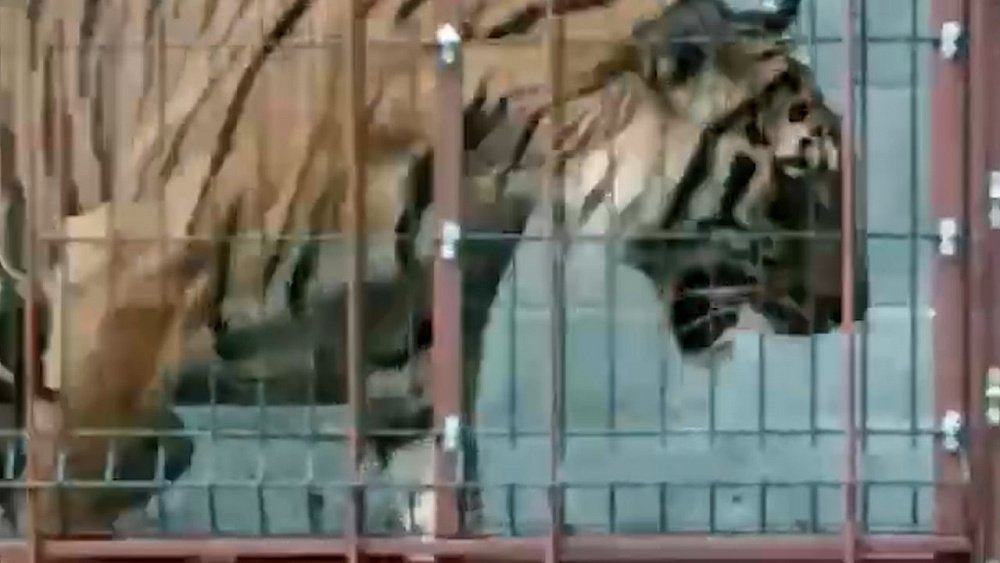 Первое видео Гектора из Хабаровского центра «Утес»