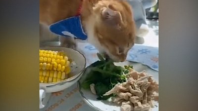 Мех и смех: получение корма, артистичное нападение и кошачья диета