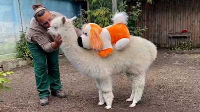 Альпака Дуся вновь выходит на прогулку по Челябинскому зоопарку