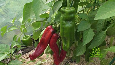 Зеленая передача 25.08.2022