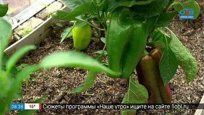 Помидоры и перцы вмиг покраснеют! в рубрике «Руки садовода»