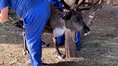 В Челябинском зоопарке сделали маникюр питомцам