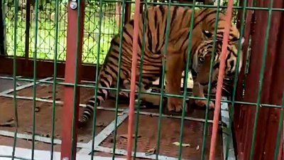 Тигр Гектор обживается в реабилитационном центре в Хабаровском крае