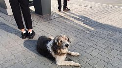 Хозяин отказался платить за перелет собаки и бросил ее в челябинском аэропорту