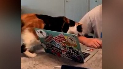 Мех и смех: медленное нападение, неудобное ложе и злая дверца