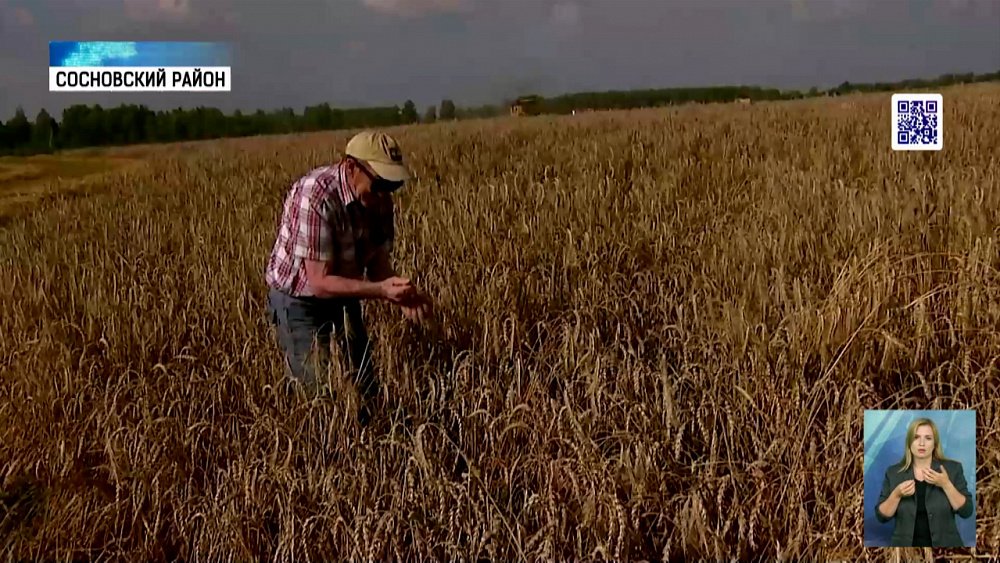 В регионе собирают первый урожай озимой пшеницы