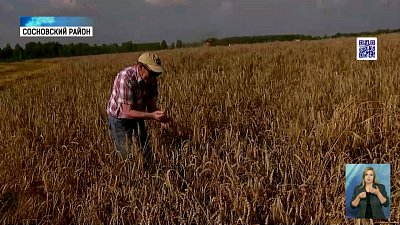 В регионе собирают первый урожай озимой пшеницы