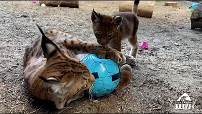 Семейство рысей в Челябинском зоопарке играет в футбол