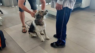 В Челябинске развернулась история Хатико со счастливым концом