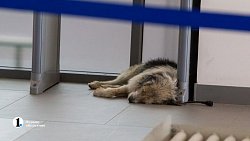 Нашлись хозяева собаки, которую якобы бросили в челябинском аэропорту