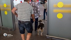 Нашлись хозяева собаки, которую якобы бросили в челябинском аэропорту