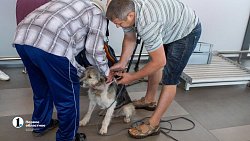 Нашлись хозяева собаки, которую якобы бросили в челябинском аэропорту